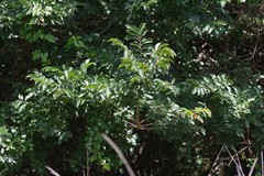 Bridelia micrantha