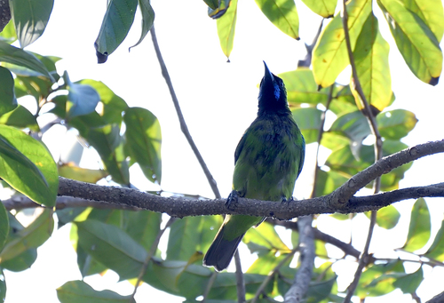 Golden-fronted Leafbird (Chloropsis aurifrons), photo 9