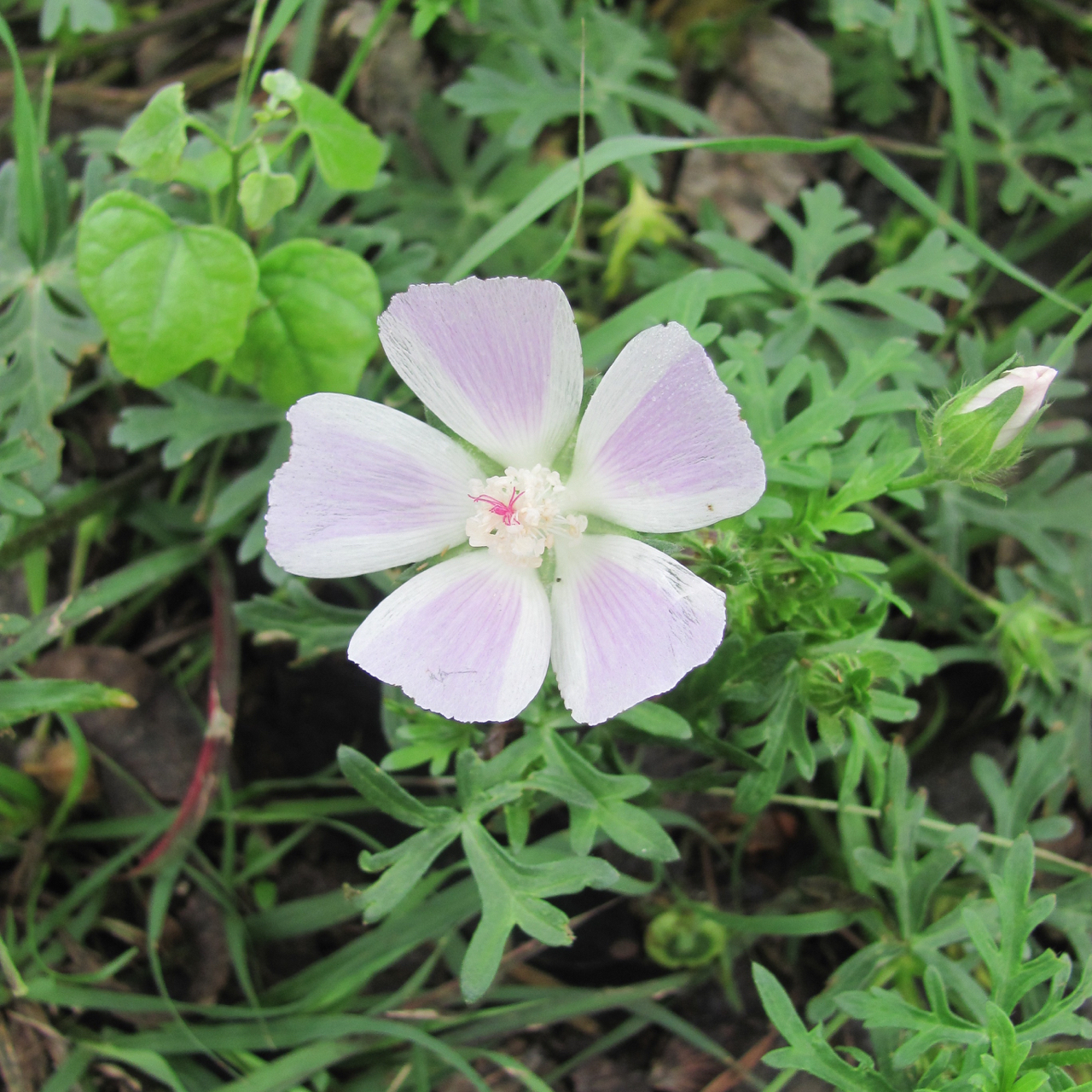 Callirhoe involucrata var. lineariloba
