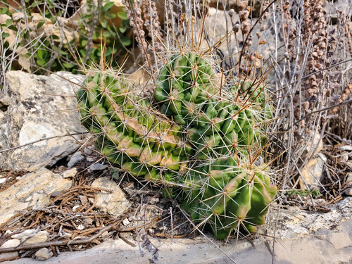 Echinocereus enneacanthus