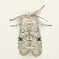 Charadra dispulsa