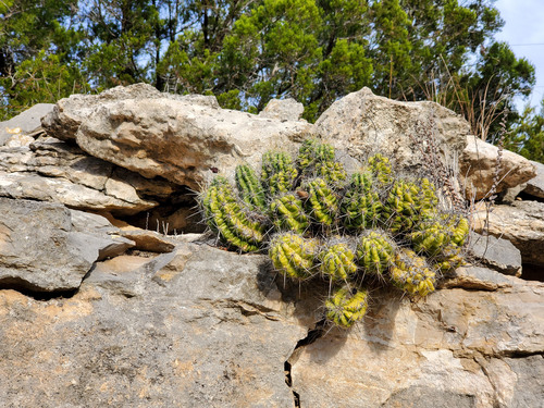 Echinocereus enneacanthus