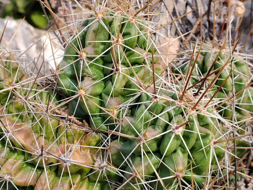 Echinocereus enneacanthus