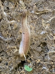 Testacella haliotidea