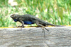 San Joaquin Fence Lizard - Photo (c) Maggie.Smith, some rights reserved (CC BY-NC)