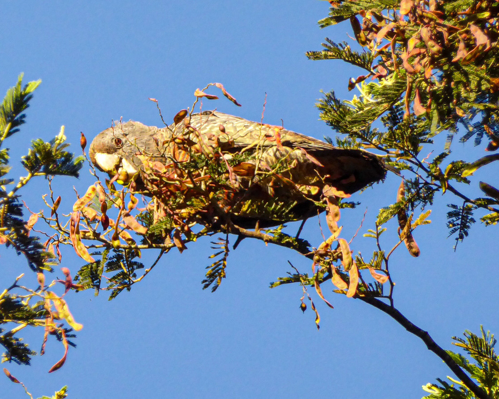 Gang Gang Cockatoo In January 2022 By Mononymous INaturalist   Large 