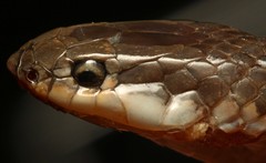 Elapsoidea sundevallii longicauda