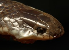 Elapsoidea sundevallii longicauda