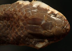 Elapsoidea sundevallii longicauda