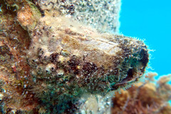 Austromegabalanus nigrescens