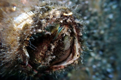 Austromegabalanus nigrescens