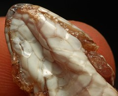 Elapsoidea sundevallii longicauda