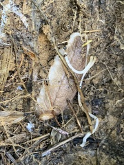 Testacella haliotidea