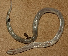 Elapsoidea sundevallii longicauda