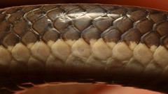 Elapsoidea sundevallii longicauda