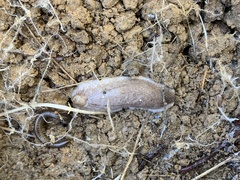 Testacella haliotidea