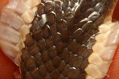 Elapsoidea sundevallii longicauda