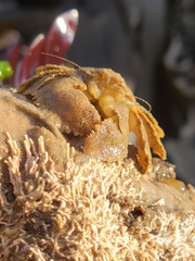 Hapalogaster cavicauda