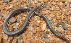 Elapsoidea sundevallii longicauda