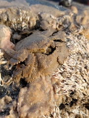 Hapalogaster cavicauda