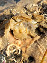 Hapalogaster cavicauda