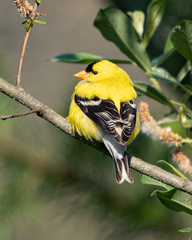 Spinus tristis jewetti