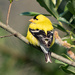 Northwestern Goldfinch - Photo (c) wilson_barrett, some rights reserved (CC BY-NC)