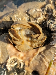 Hapalogaster cavicauda