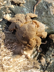 Hapalogaster cavicauda