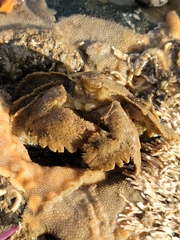 Hapalogaster cavicauda