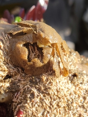 Hapalogaster cavicauda