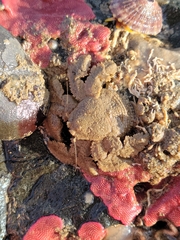 Hapalogaster cavicauda