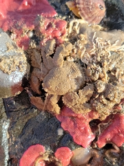 Hapalogaster cavicauda