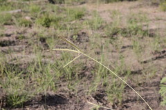 Dichanthium fecundum