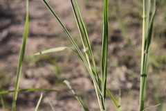 Dichanthium fecundum
