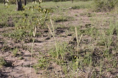 Dichanthium fecundum