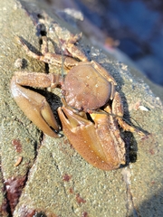 Petrolisthes manimaculis