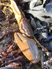 Petrolisthes manimaculis