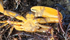 Petrolisthes manimaculis