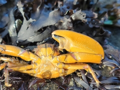 Petrolisthes manimaculis