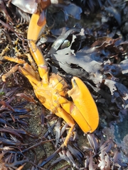 Petrolisthes manimaculis