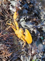 Petrolisthes manimaculis