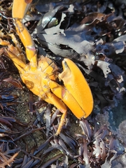 Petrolisthes manimaculis