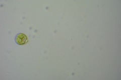 Chlamydomonadales