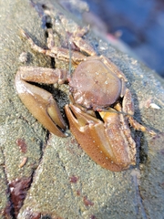 Petrolisthes manimaculis