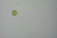 Chlamydomonadales