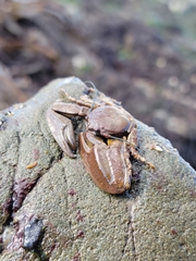 Petrolisthes manimaculis