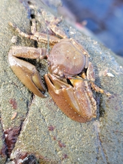 Petrolisthes manimaculis
