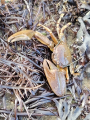 Petrolisthes manimaculis