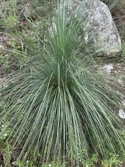 Xanthorrhoea glauca